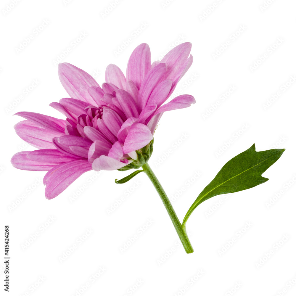 one chrysanthemum flower head on green stem isolated on white background closeup. Garden flower, no shadows, top view, flat lay.