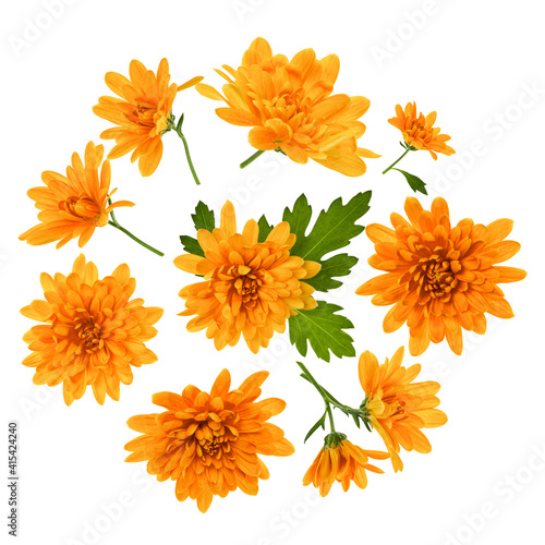 Chrysanthemum Flowers composition. Round Frame made of orange flowers on white background, without shaddows. Festive background. Flat lay, top view.