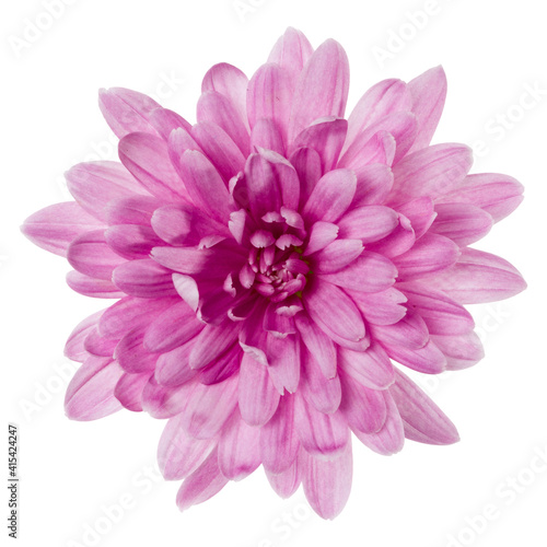 one chrysanthemum flower head isolated on white background closeup. Garden flower  no shadows  top view  flat lay.