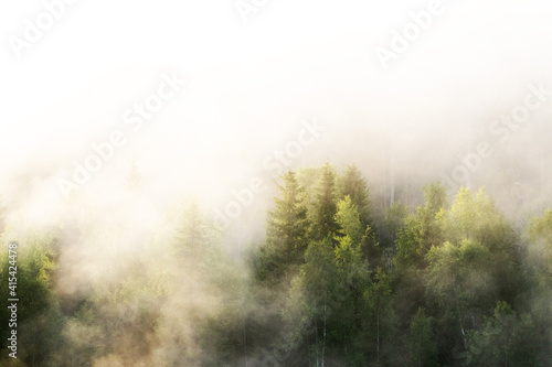Lush and green trees in a morning mist in Oulanka National Park, Northern Finland. 