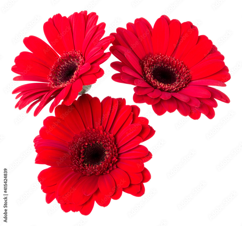 Three red gerbera flower heads isolated on white background closeup. Gerbera in air, without shadow. Top view, flat lay. Three red gerbera flower heads isolated on white background closeup. Gerbera in air, without shadow. Top view, flat lay.
