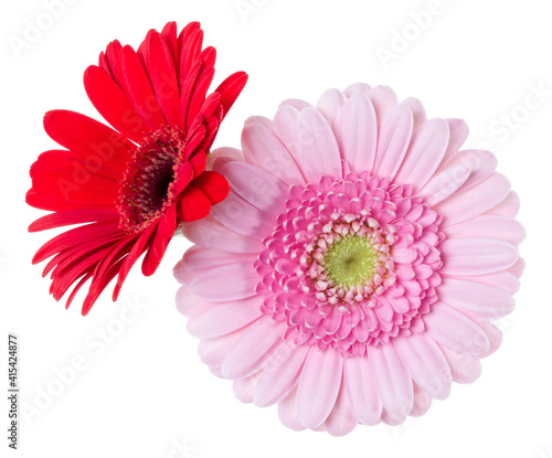 Bouquet of two   pink and red and red tulips flowers isolated on white background closeup. Flowers bunch in air  without shadow. Top view  flat lay.