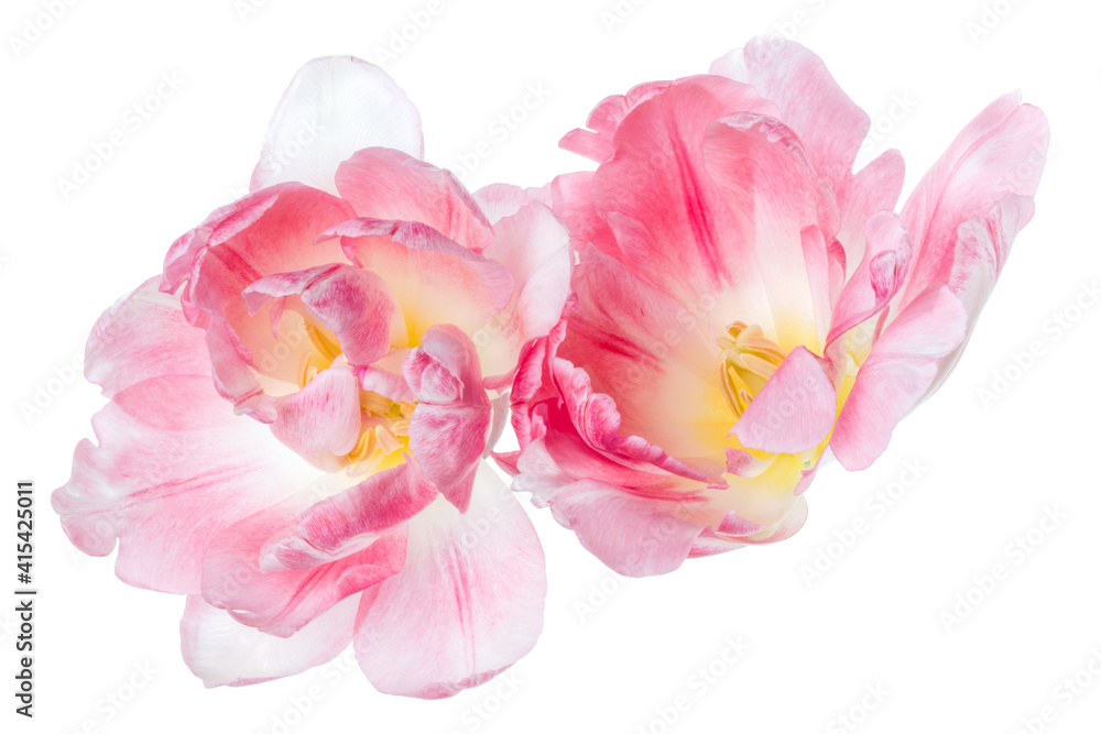 Two spring pink tulip flower heads isolated on white background closeup. Tulip in air, without shadow. Top view, flat lay.