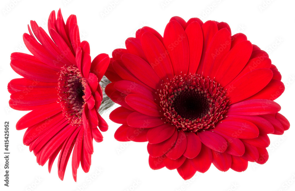 Bouquet of two   red tulips flowers isolated on white background closeup. Flowers bunch in air, without shadow. Top view, flat lay.
