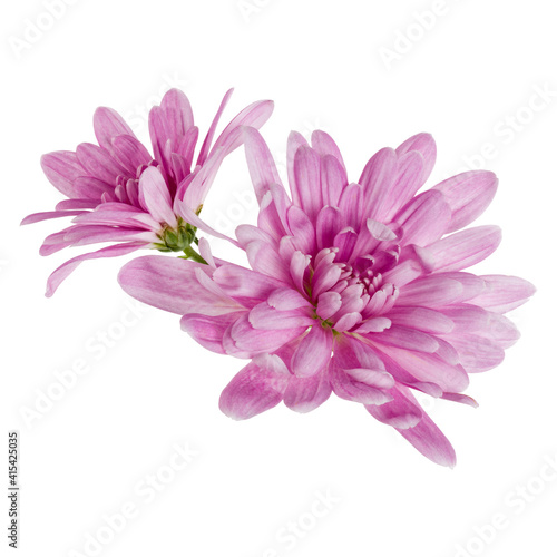 two chrysanthemum flower heads isolated on white background closeup. Garden flower  no shadows  top view  flat lay.