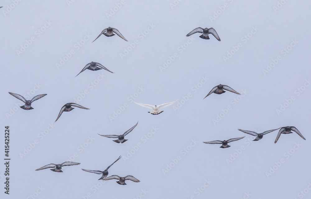 Fototapeta premium Single White Feral Rock Pigeon Leads a Flock of Plainer Birds on a Grey Winter Day