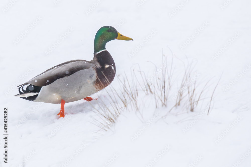Drake Mallard Duck Hikes Up a Snowy Hill During a Winter Snowstorm Drake Mallard Duck Hikes Up a Snowy Hill During a Winter Snowstorm