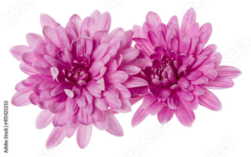 two chrysanthemum flower heads isolated on white background closeup. Garden flower  no shadows  top view  flat lay.