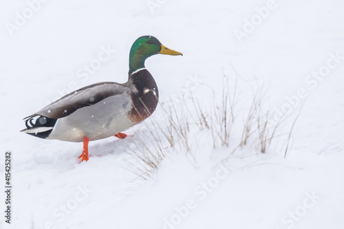 Drake Mallard Duck Hikes Up a Snowy Hill During a Winter Snowstorm