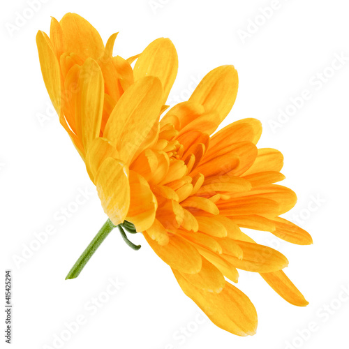 one chrysanthemum flower head isolated on white background closeup. Garden flower  no shadows  top view  flat lay.