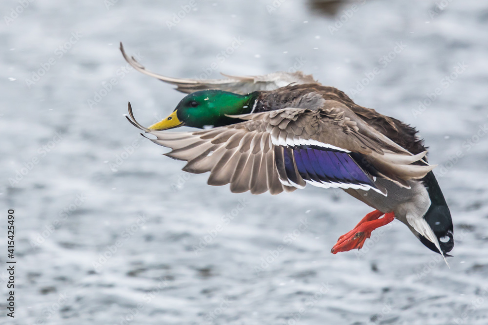 Obraz premium Drake Mallard Duck Comes in for a Landing in a Winter Snowstorm