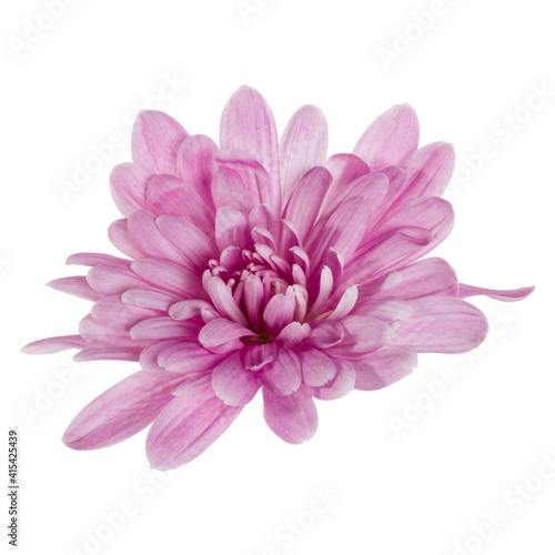 one chrysanthemum flower head isolated on white background closeup. Garden flower  no shadows  top view  flat lay.