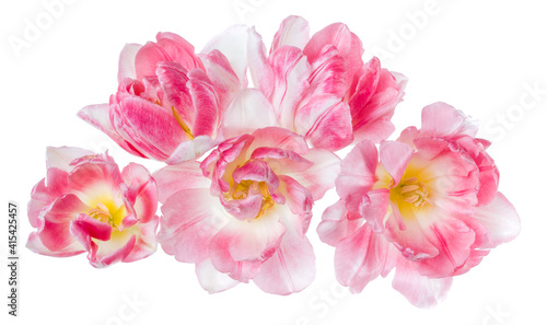Bouquet of spring pink tulip flower heads isolated on white background closeup. Flowers bunch in air, without shadow. Top view, flat lay.