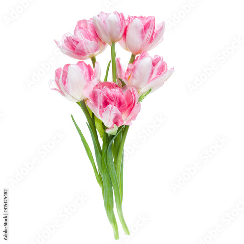 Bouquet of spring pink tulips flowers isolated on white background closeup. Flowers bunch in air, without shadow. Top view, flat lay.