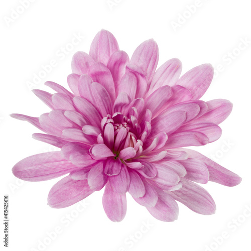 one chrysanthemum flower head isolated on white background closeup. Garden flower  no shadows  top view  flat lay.