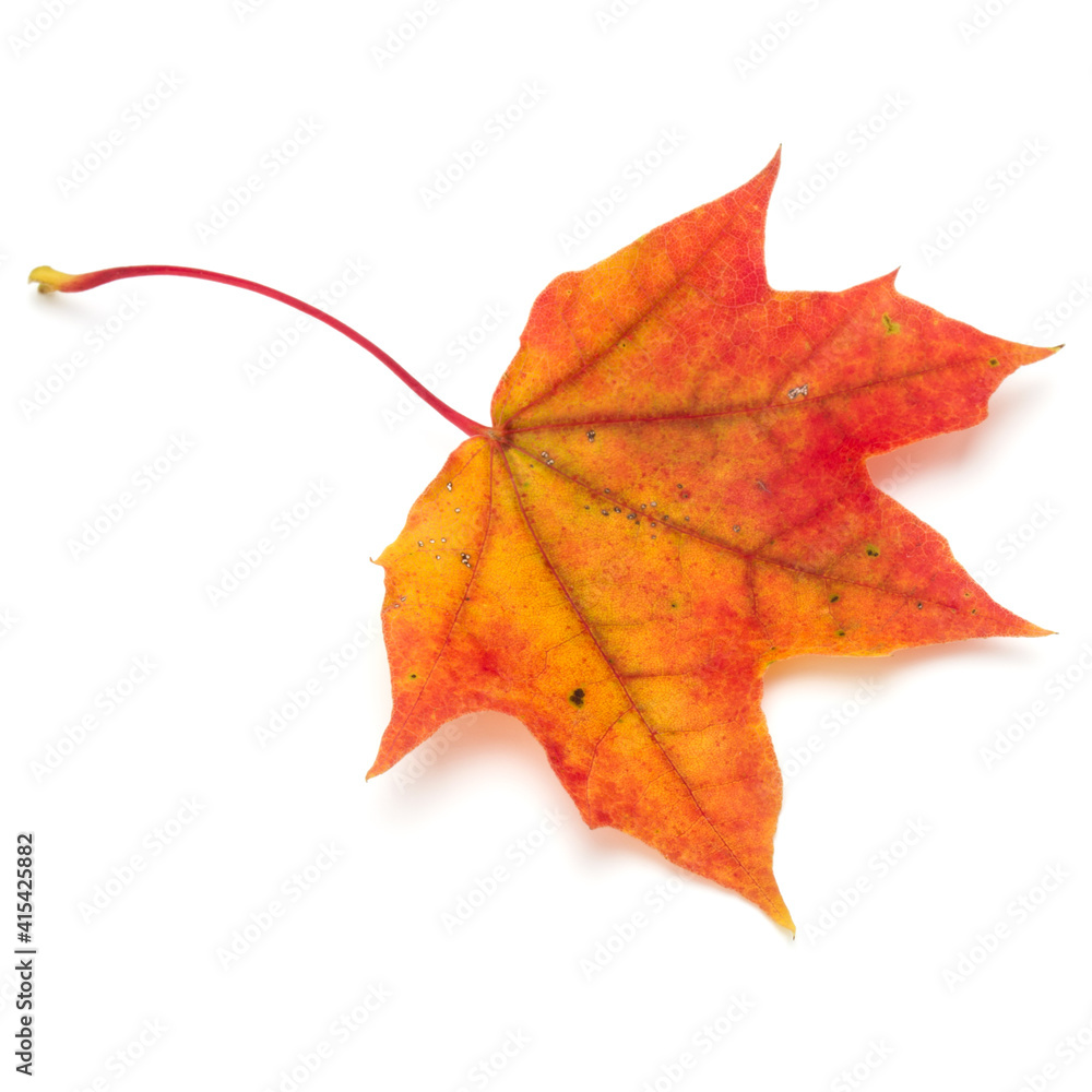 colorful autumn maple leaf isolated on white colorful autumn maple leaf isolated on white