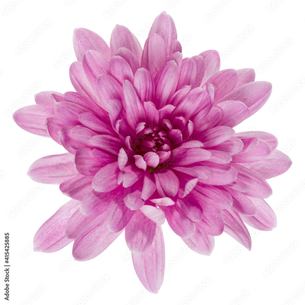 one chrysanthemum flower head isolated on white background closeup. Garden flower, no shadows, top view, flat lay.