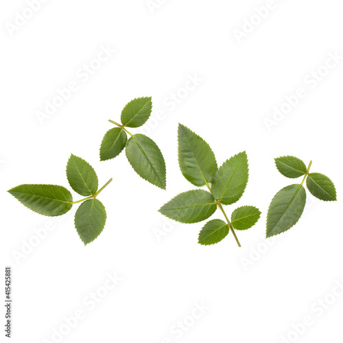 Green rose leaf isolated on white background cutout