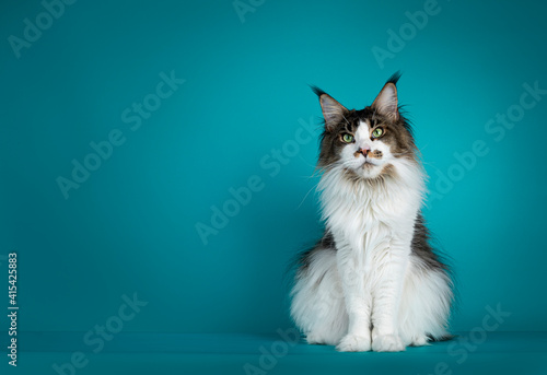 Fotografia Handsome young Maine Coon cat, sitting up