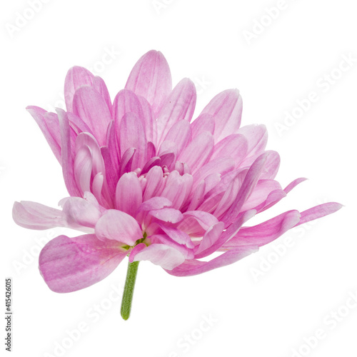 one chrysanthemum flower head isolated on white background closeup. Garden flower  no shadows  top view  flat lay.