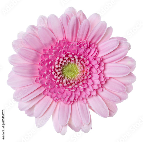   pink gerbera flower head isolated on white background closeup. Gerbera in air  without shadow. Top view  flat lay.