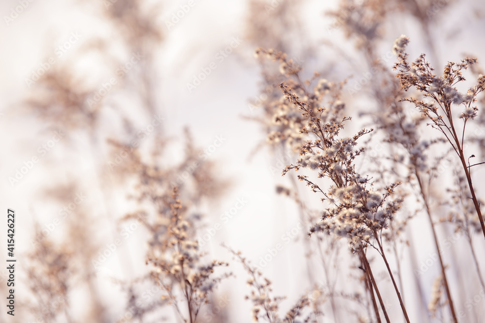 Dry branches of grass and flowers on a winter snowy field. Seasonal cold nature background. Winter landscape details. Wild plants frozen and covered with snow and ice in meadow. Dry branches of grass and flowers on a winter snowy field. Seasonal cold nature background. Winter landscape details. Wild plants frozen and covered with snow and ice in meadow.