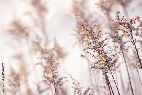 Dry branches of grass and flowers on a winter snowy field. Seasonal cold nature background. Winter landscape details. Wild plants frozen and covered with snow and ice in meadow.