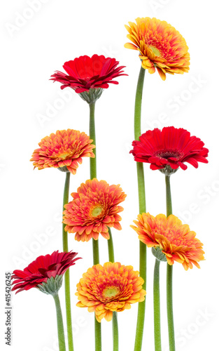 Vertical   gerbera flowers with long stem isolated on white background. Spring bouquet.