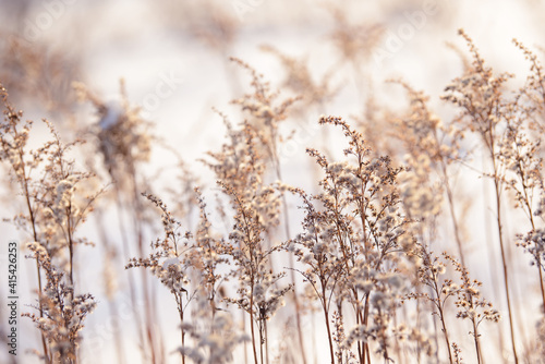 Dry branches of grass and flowers on a winter snowy field. Seasonal cold nature background. Winter landscape details. Wild plants frozen and covered with snow and ice in meadow.