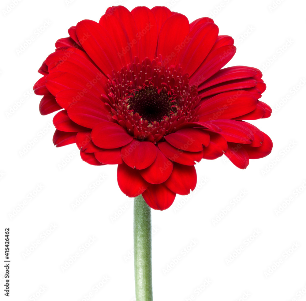 Vertical red gerbera flower with long stem isolated on white background