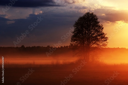 Drzewo w mgle oświetlone promieniami zachodzącego słońca.