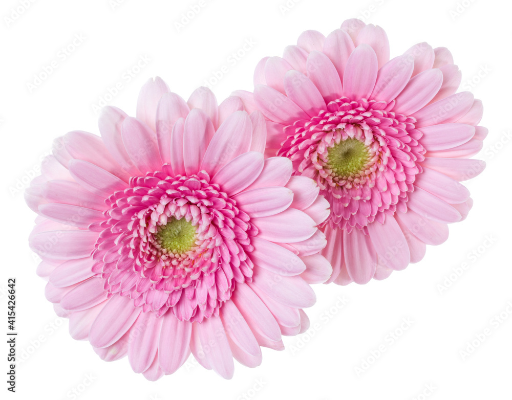 Bouquet of two pink tulips flowers isolated on white background closeup. Flowers bunch in air, without shadow. Top view, flat lay. Bouquet of two pink tulips flowers isolated on white background closeup. Flowers bunch in air, without shadow. Top view, flat lay.