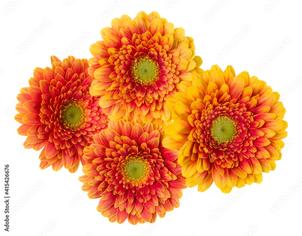Bouquet of orange gerbera flower heads isolated on white background closeup. Flowers bunch in air, without shadow. Top view, flat lay. Bouquet of orange gerbera flower heads isolated on white background closeup. Flowers bunch in air, without shadow. Top view, flat lay.