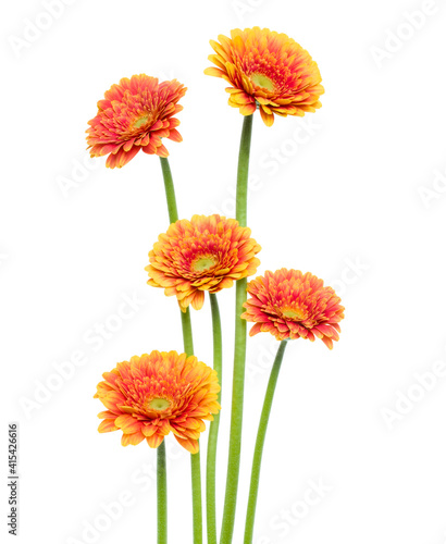 Vertical orange gerbera flowers with long stem isolated on white background. Spring bouquet.