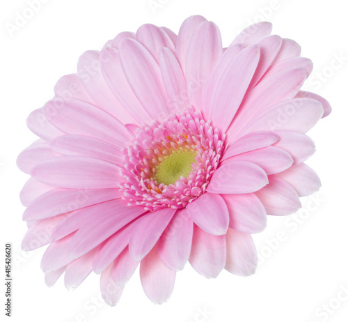 Fototapeta Naklejka Na Ścianę i Meble -    pink gerbera flower head isolated on white background closeup. Gerbera in air, without shadow. Top view, flat lay.