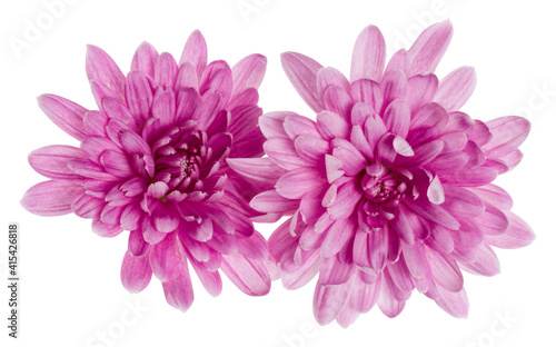two chrysanthemum flower heads isolated on white background closeup. Garden flower, no shadows, top view, flat lay.