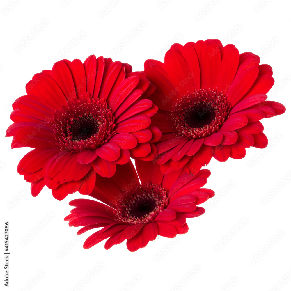 Three   red gerbera flower heads isolated on white background closeup. Gerbera in air, without shadow. Top view, flat lay.