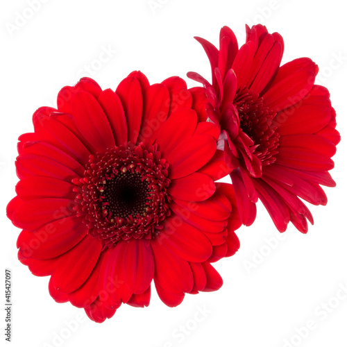 Bouquet of two   red tulips flowers isolated on white background closeup. Flowers bunch in air  without shadow. Top view  flat lay.