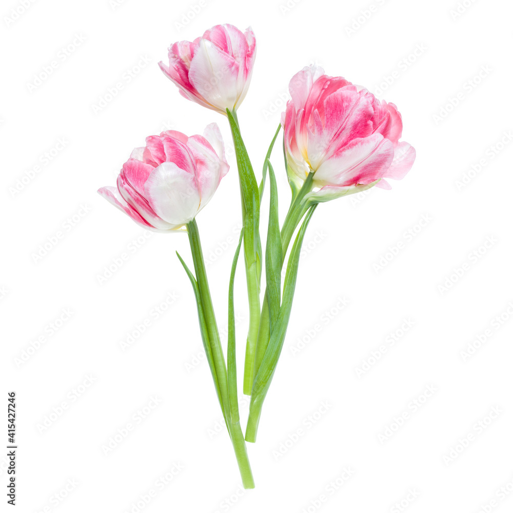 Bouquet of three spring pink tulips flowers isolated on white background closeup. Flowers bunch in air, without shadow. Top view, flat lay. Bouquet of three spring pink tulips flowers isolated on white background closeup. Flowers bunch in air, without shadow. Top view, flat lay.