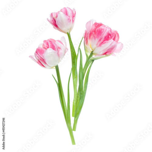 Fototapeta Naklejka Na Ścianę i Meble -  Bouquet of three spring pink tulips flowers isolated on white background closeup. Flowers bunch in air, without shadow. Top view, flat lay.