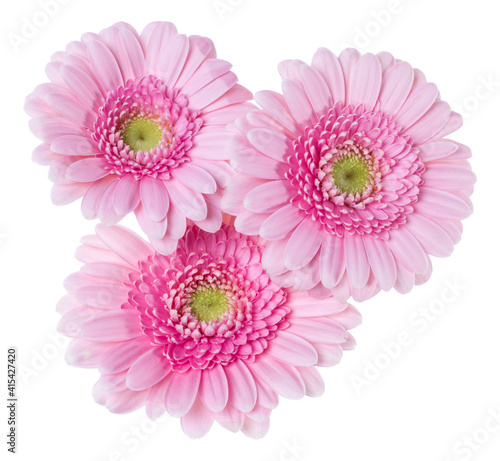 Three pink gerbera flower heads isolated on white background closeup. Gerbera in air, without shadow. Top view, flat lay.