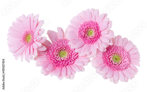 Bouquet of   pink gerbera flower heads isolated on white background closeup. Flowers bunch in air  without shadow. Top view  flat lay.