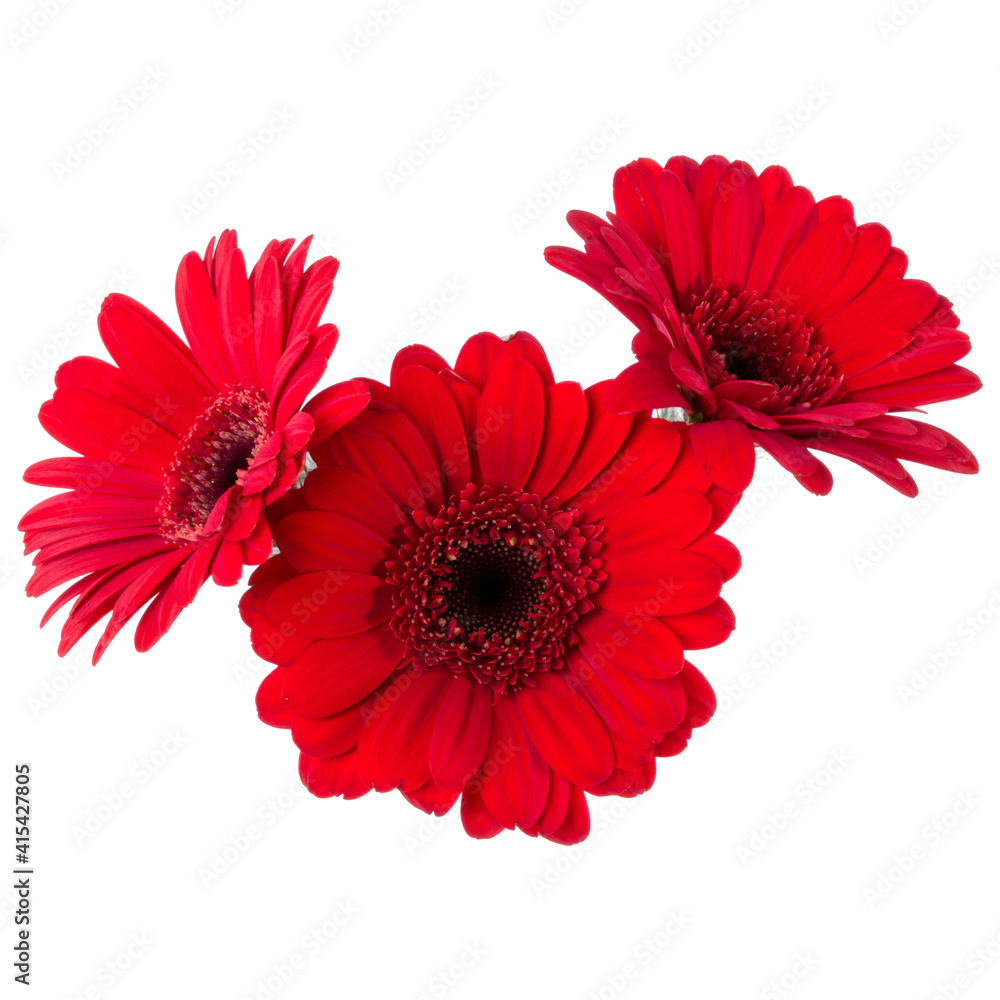 Three   red gerbera flower heads isolated on white background closeup. Gerbera in air, without shadow. Top view, flat lay.