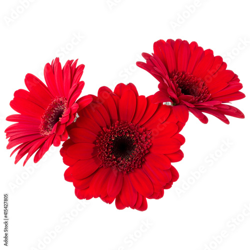 Three   red gerbera flower heads isolated on white background closeup. Gerbera in air  without shadow. Top view  flat lay.