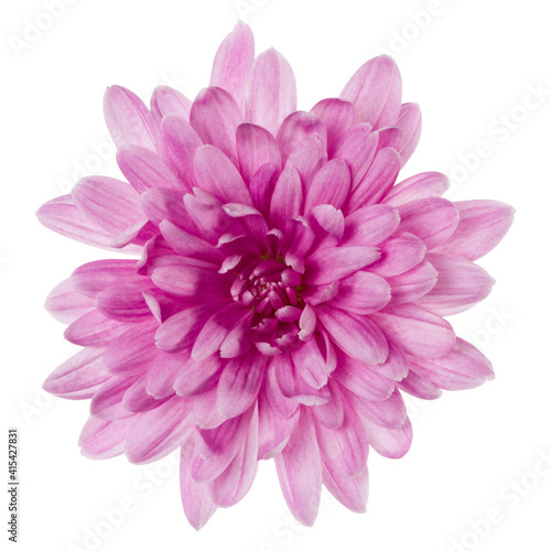 one chrysanthemum flower head isolated on white background closeup. Garden flower  no shadows  top view  flat lay.