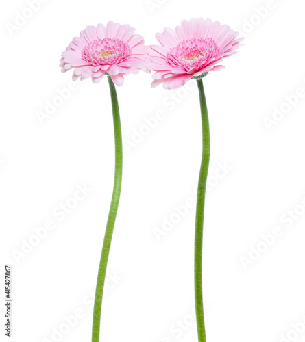 two Vertical pink gerbera flowers with long stem isolated on white background