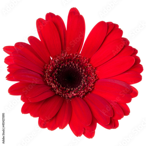 red gerbera flower head isolated on white background closeup. Gerbera in air, without shadow. Top view, flat lay.