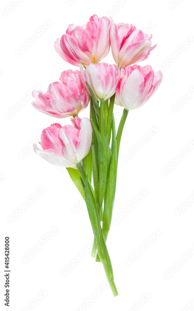 Bouquet of spring pink tulips flowers isolated on white background closeup. Flowers bunch in air, without shadow. Top view, flat lay. Bouquet of spring pink tulips flowers isolated on white background closeup. Flowers bunch in air, without shadow. Top view, flat lay.
