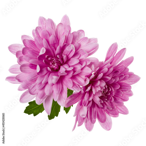 Fototapeta two chrysanthemum flower heads with green leaves isolated on white background closeup