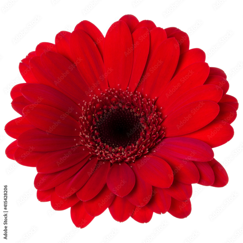 red gerbera flower head isolated on white background closeup. Gerbera in air, without shadow. Top view, flat lay. red gerbera flower head isolated on white background closeup. Gerbera in air, without shadow. Top view, flat lay.